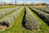 View on a field with lavender in cultivation