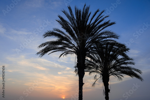 palm tree silhouette, palm trees at sunset
