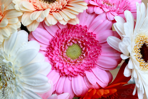 Colourful still life of bouquet of gerbera flowers  pink  white  red  yellow  close up
