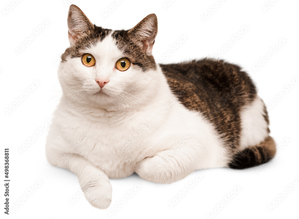 domestic cat lies on a white isolated background domestic cat lies on a white isolated background