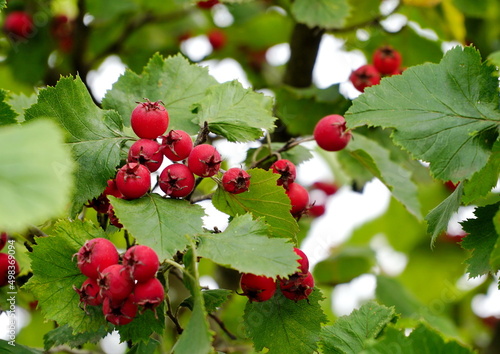 Orchard. Red ripe large-fruited hawthorn berries. Crataegus aestivalis on a background of green leaves. Red berries close-up. Crataegus.