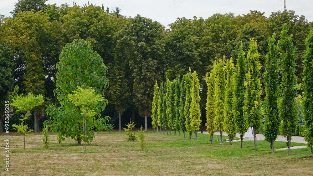 © Nelia2 - Fruits of the swamp oak, Quercus palustris. oak. © Nelia2 - Fruits of the swamp oak, Quercus palustris. oak.