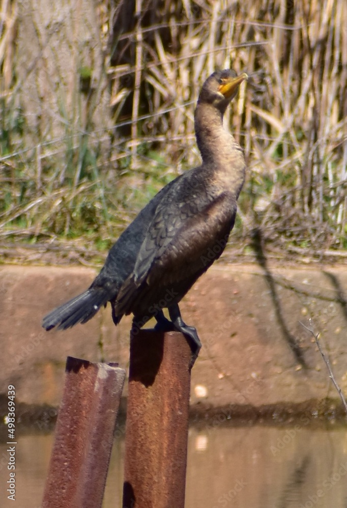 Obraz premium Great Crested Cormorant