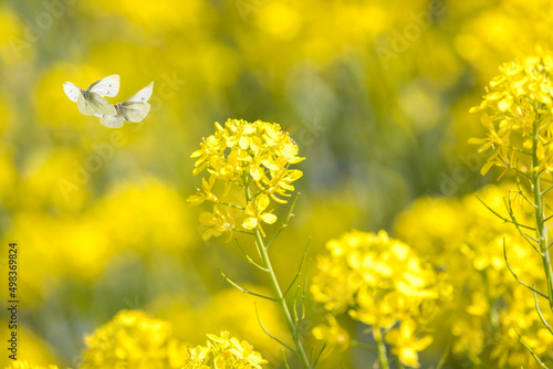 Photos 菜の花とモンシロチョウ