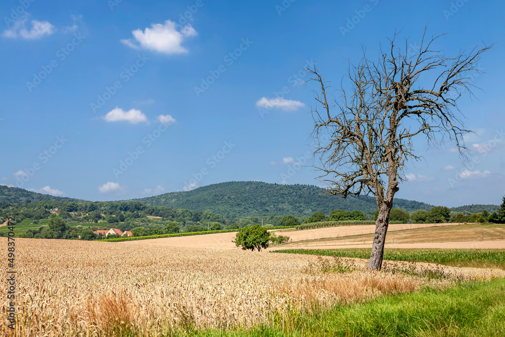 Abgestorbener Baum, Getreidefelder Abgestorbener Baum, Getreidefelder