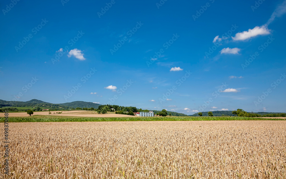 Landschaft mit Getreidefelder, Pfalz