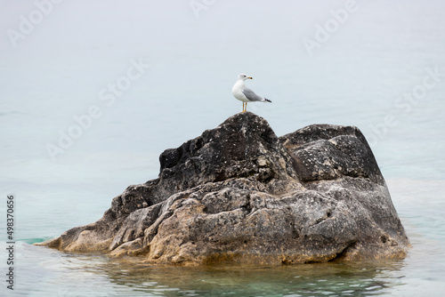 Seagull sits perched on rock sticking out of Georgian Bay at Bruce Peninsula National Park.