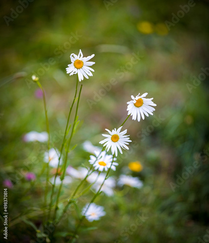 Wildflowers chamomile high in the mountains. Close-up