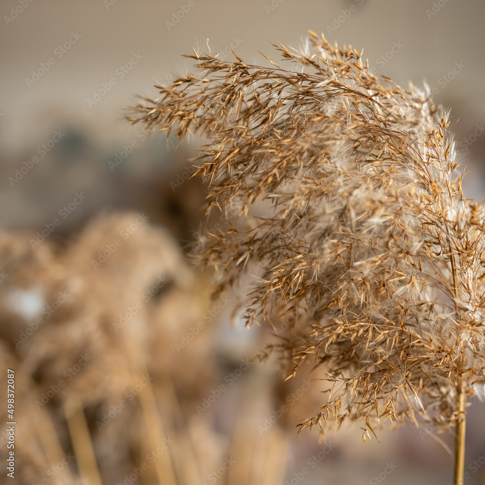 Dry grass on an abstract background. High quality photo Dry grass on an abstract background. High quality photo