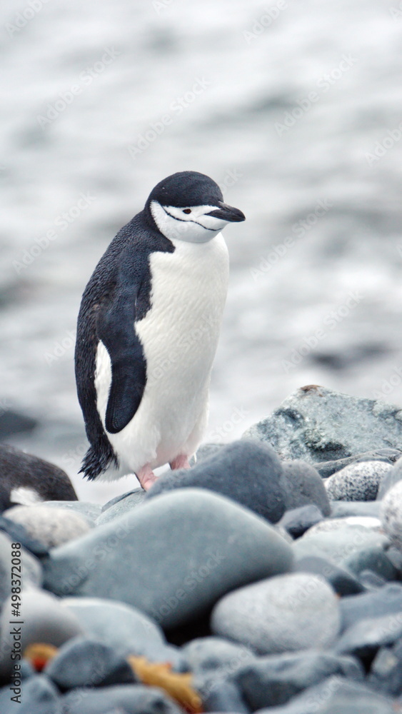 Obraz premium Chinstrap penguin (Pygoscelis antarcticus) on Half Moon Island, South Shetland Islands, Antarctica