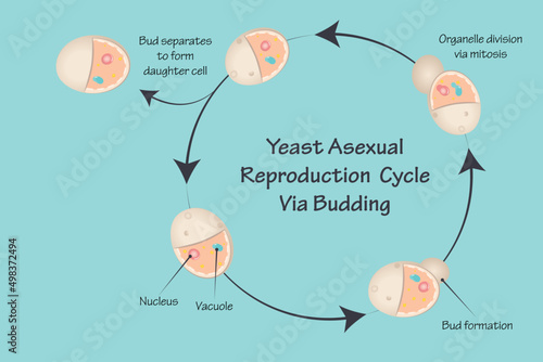 Yeast Asexual Reproduction Via Budding