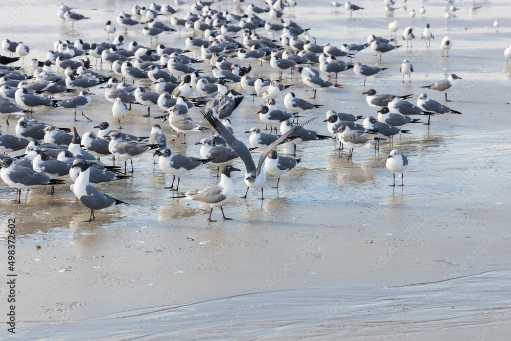 Fototapeta premium Seagulls and terns in the sand on the beach