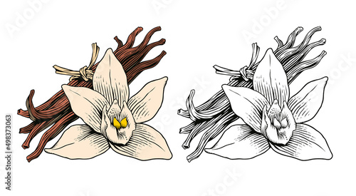 Vanilla flower and sticks or pods, isolated on white background. Aroma spice ingredient. Engraving style color vector illustration.