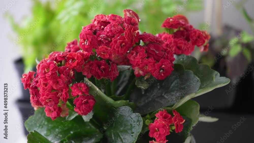 Drops of water fall on a kalanchoe houseplant with red flowers Drops of water fall on a kalanchoe houseplant with red flowers