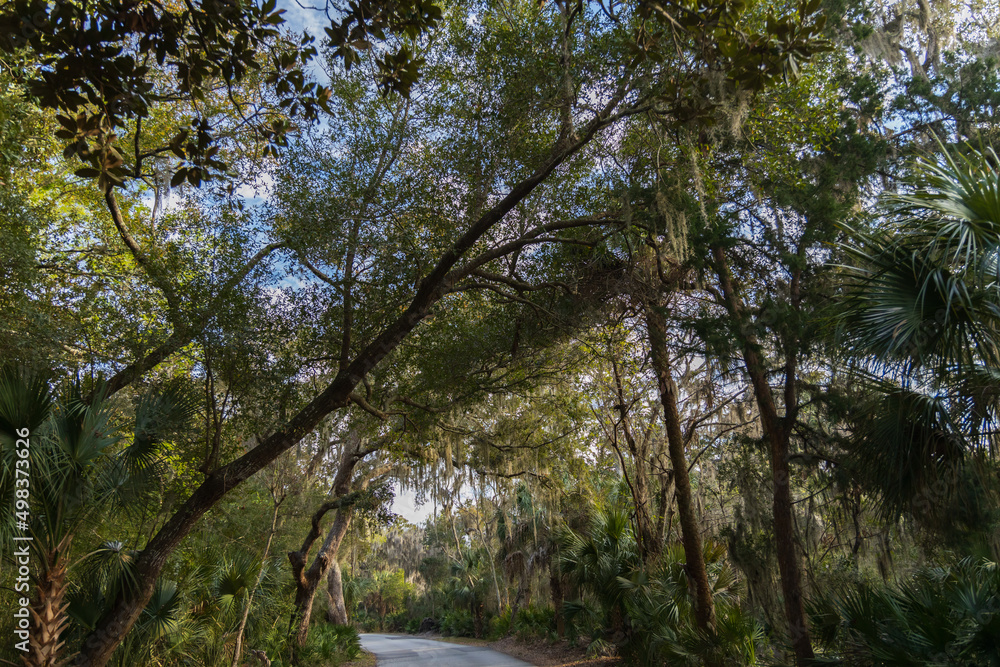 Road through live oak forest with Spanish moss