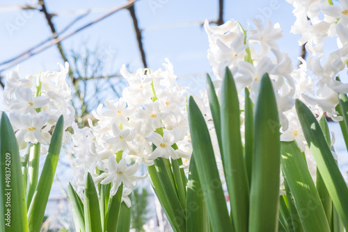 The first spring hyacinths in the sun, traditional Easter flowers. selective focus.