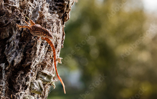 Lizard about to Leap