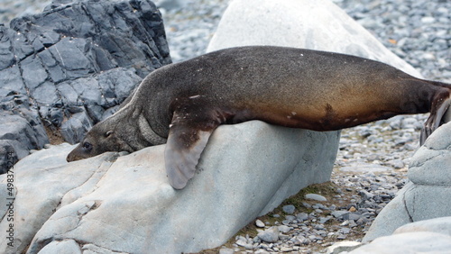 Antarctic fur seal (Arctocephalus gazella) on a rock on Half Moon Island, South Shetland Islands, Antarctica