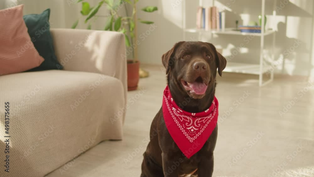 Labrador dog portrait. Brown retriever wearing red scarf, looking in camera close-up, obedient puppy posing in living room. Happy domestic animal concept, best friends, breathing with tongue out. Labrador dog portrait. Brown retriever wearing red scarf, looking in camera close-up, obedient puppy posing in living room. Happy domestic animal concept, best friends, breathing with tongue out.