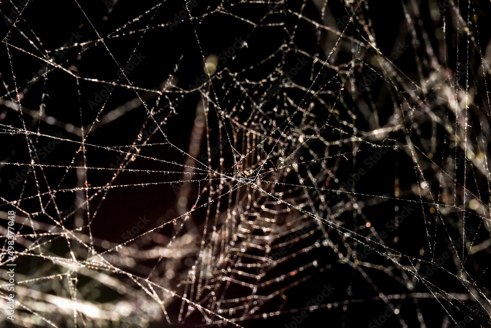 textura de una telaraña textura de una telaraña