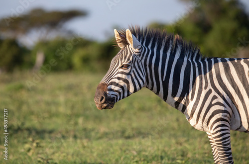 Side view of zebra standing in the bush. African wildlife on safari