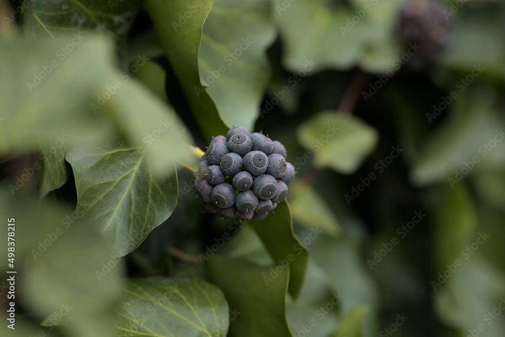 Ivy (Hedera helix) fruits and leaves