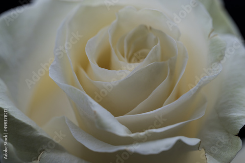 White Rose Closeup Black background Macro