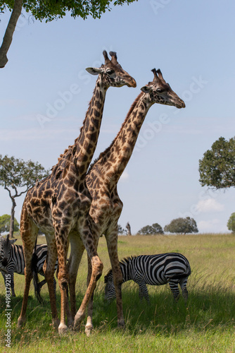 Two giraffe standing in the bush with zebra behind. African wildlife on safari