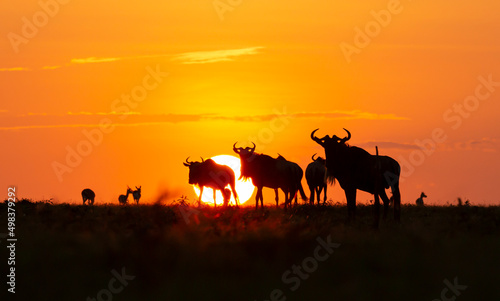 Wildebeest gnu silhouette during sunset in Masai Mara Kenya. African wildlife on safari