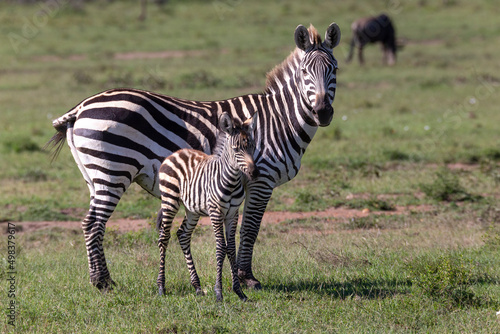 zebra mum and baby fowl standing in the African bush. Wildlife on safari