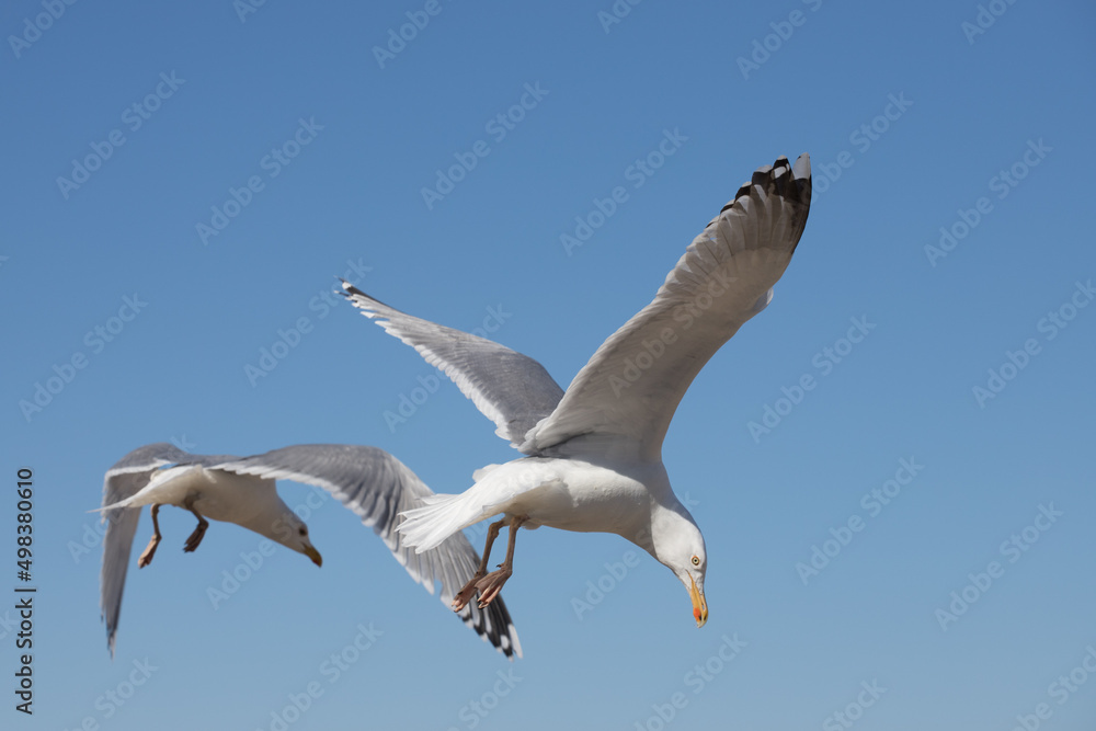 Fototapeta premium flying seagulls against the blue sky
