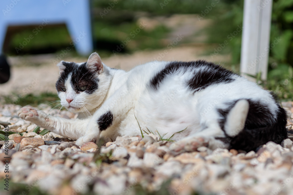 Fototapeta premium Black and White Bicolor Cat Relaxing on Gravel Outdoors