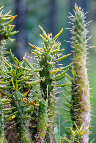 Closeup of Spiny Cylindropuntia (Cholla Cactus) Stems