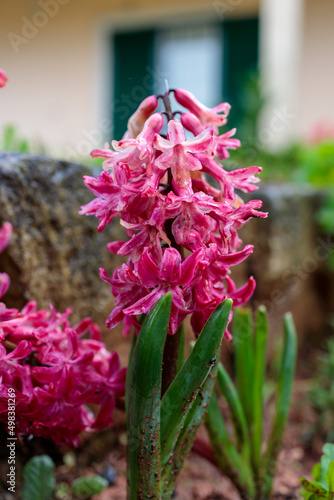Closeup of Vibrant Pink Garden Hyacinth (Hyacinthus orientalis) Flower