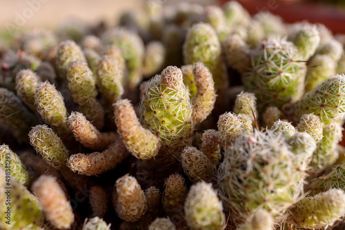 close up of a bunch of cactus