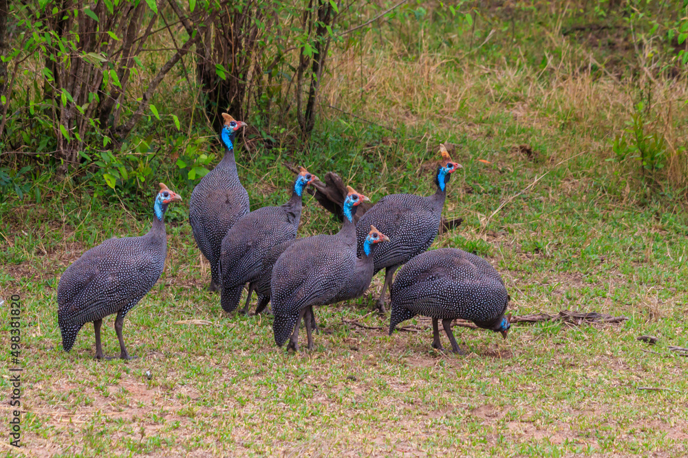 Helmeted guineafowl (Numida meleagris) on green meadow in Serengeti national park, Tanzania Helmeted guineafowl (Numida meleagris) on green meadow in Serengeti national park, Tanzania
