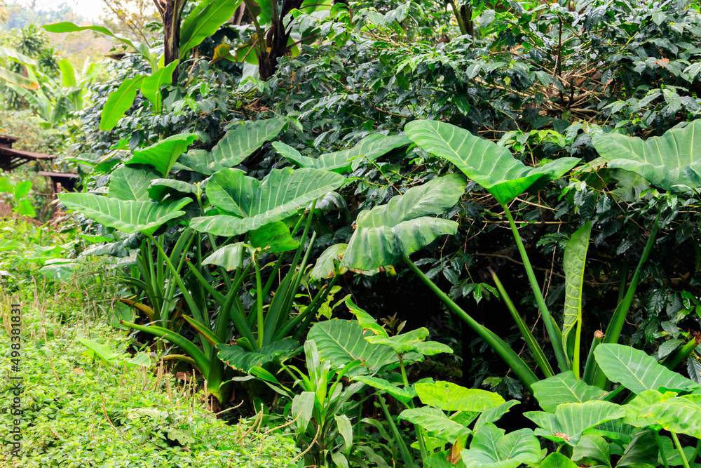African white yam plants (Dioscorea rotundata) growing on plantation African white yam plants (Dioscorea rotundata) growing on plantation