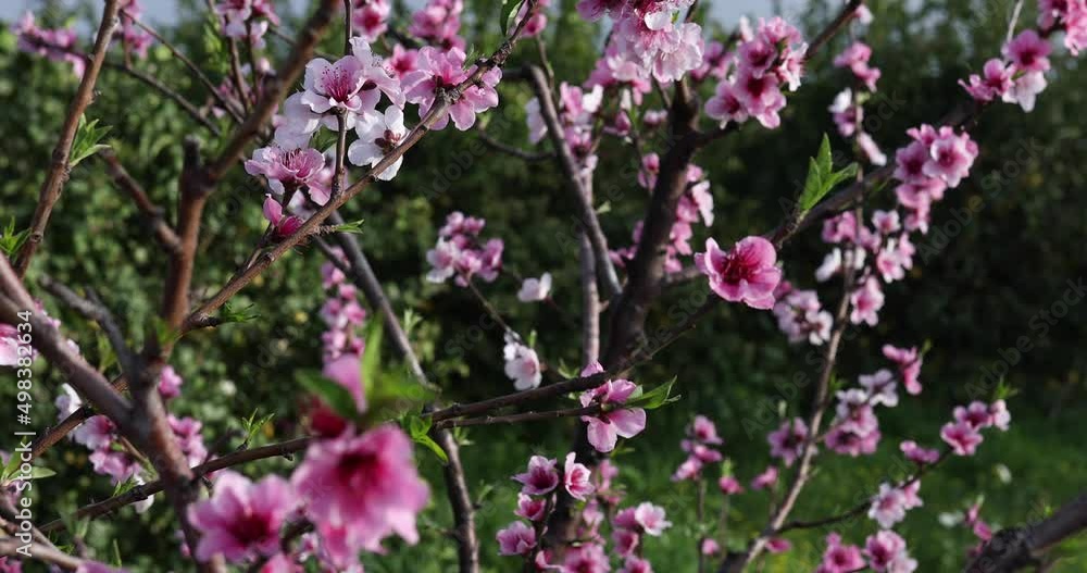 pink flowers in the garden pink flowers in the garden