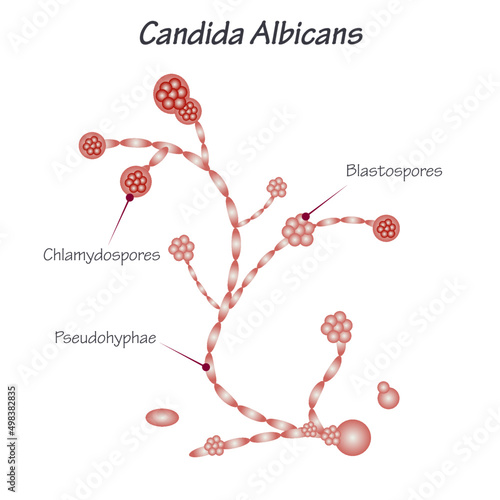 Diagram of Candida Albicans Yeast