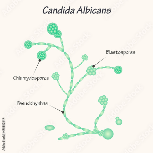 Diagram of Candida Albicans Yeast