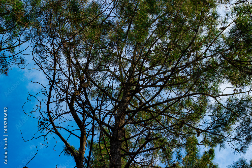 Bottom view of trees in the clear sky in the forest. pine tree and branches Bottom view of trees in the clear sky in the forest. pine tree and branches