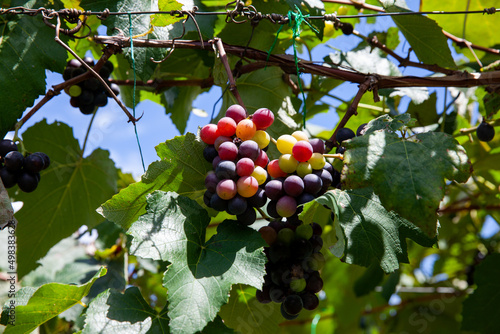 Bunches of Vitis Labrusca grapes in the process of ripening in a grape cultivation at La Union in the Valle del Cauca region of Colombia photo