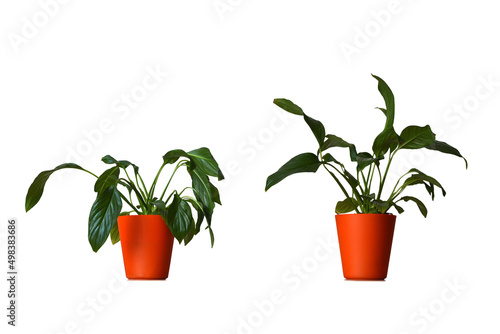 Fototapeta Wilting peace lily and hydrated healthy Peace lily (Spathiphyllum) in a pot isol