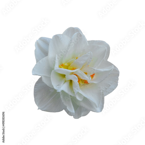 Narcissus Replete, Double Daffodil isolated on white background