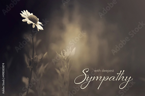 Canvas-taulu Condolence card with daisy flower on dark background