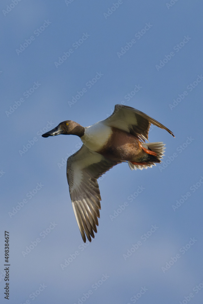 Obraz premium Northern shoveler, Spatula clypeata