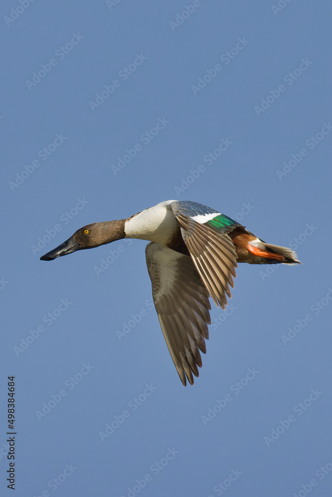 Fototapeta premium Northern shoveler, Spatula clypeata