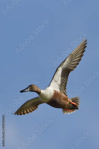 Northern shoveler, Spatula clypeata © luis sandoval