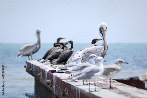 Canvas-taulu shore birds