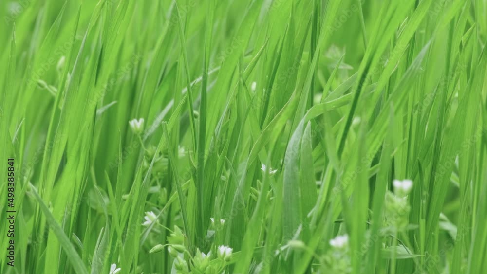 Beautiful green grass swaying on field. Grass swaying in the wind in slow motion. Field of grass, Meadow densely overgrown with grass. Concept of Green environment, relaxing, romantic. Сlose-up Beautiful green grass swaying on field. Grass swaying in the wind in slow motion. Field of grass, Meadow densely overgrown with grass. Concept of Green environment, relaxing, romantic. Сlose-up